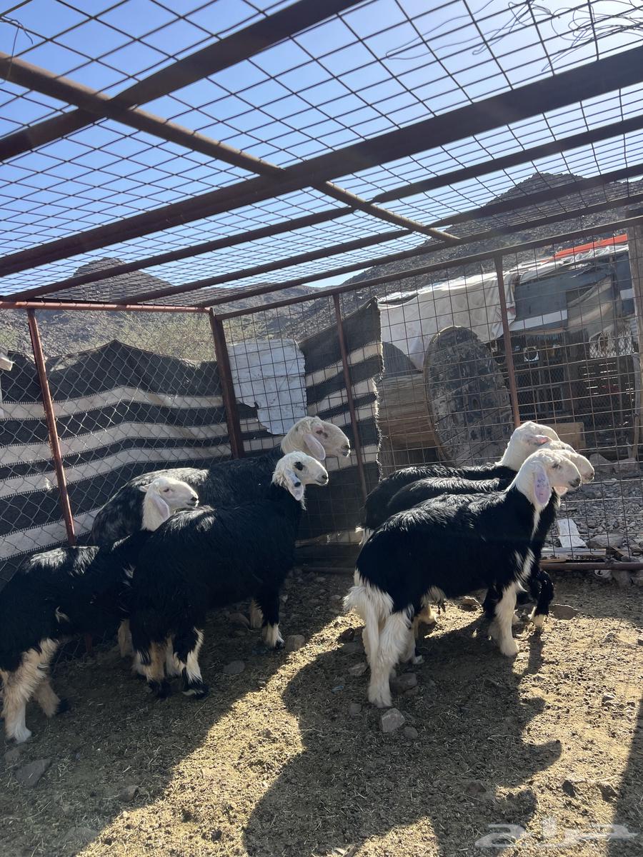 For sale, high-quality Najdi ram64407377942914111