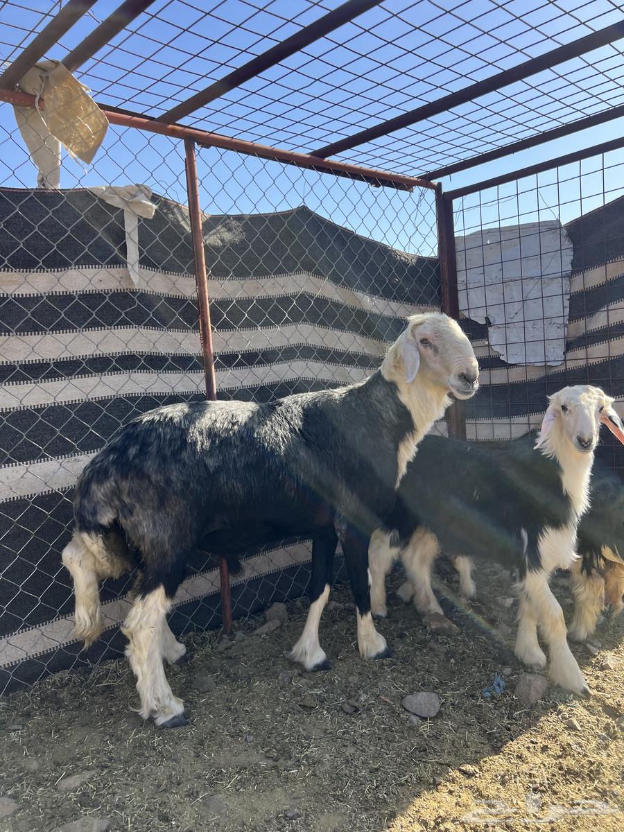 For sale, high-quality Najdi ram64407377942914110