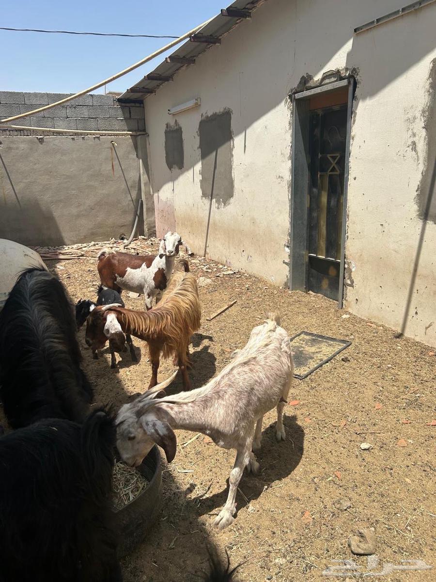 معزا للبيع64438511864449113