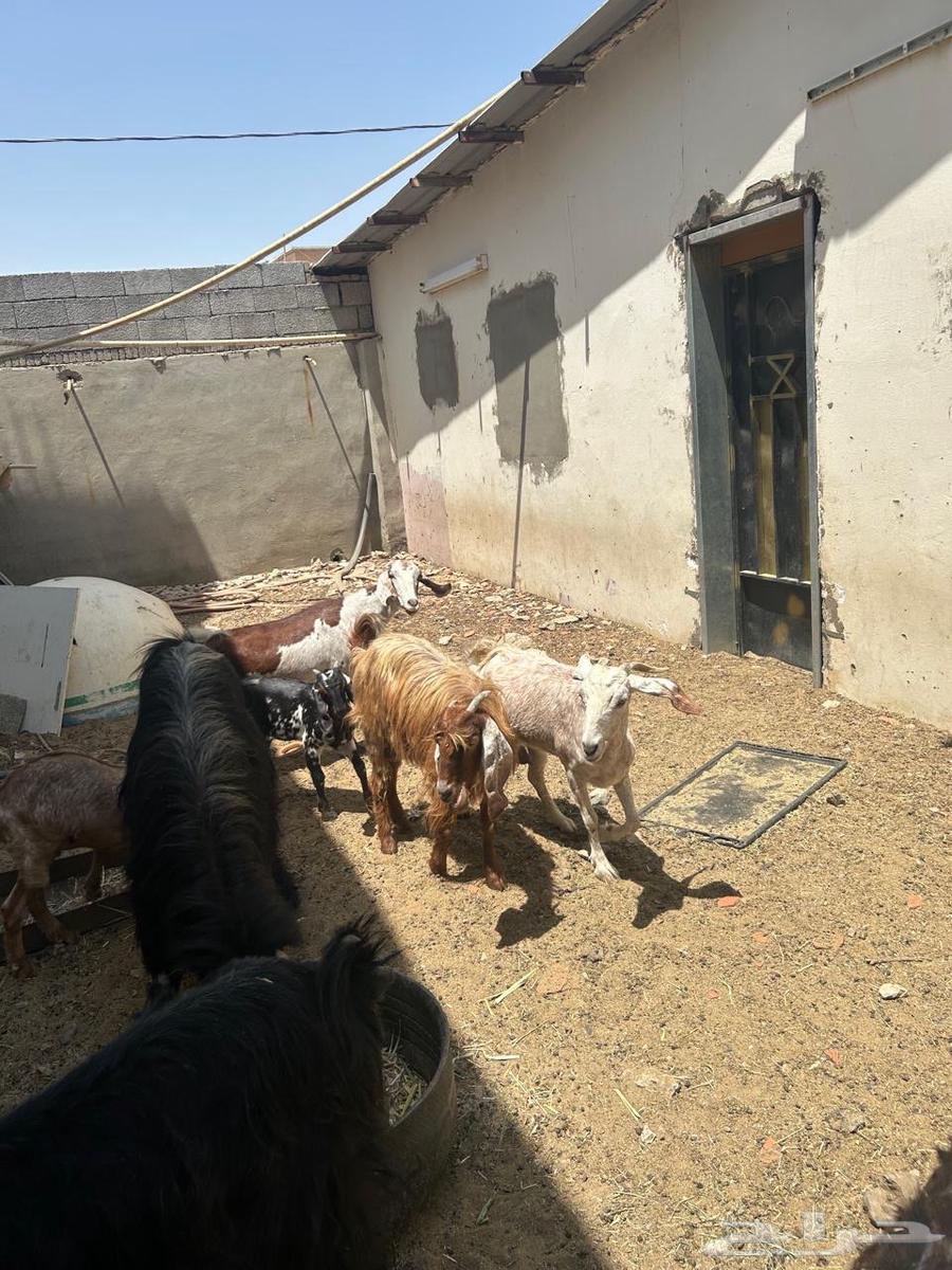 معزا للبيع64438511864449110