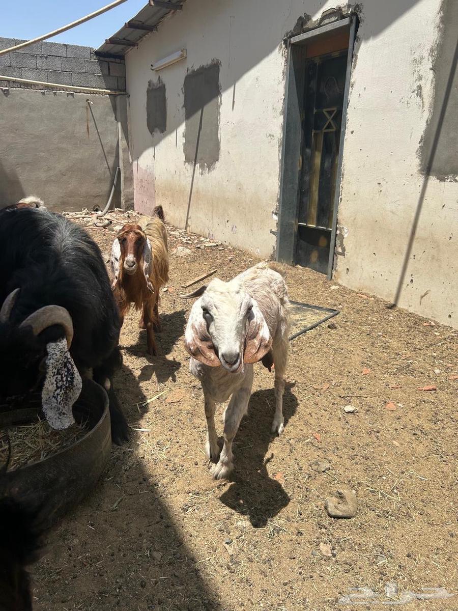 معزا للبيع64438511864449112