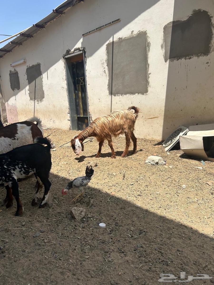 معزا للبيع64438511864449111