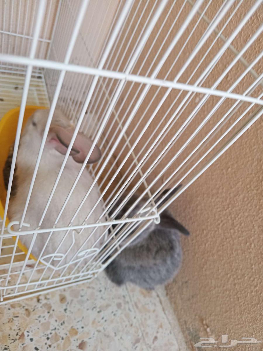 Rabbit pair, cat supplies, fish filter, and fish food for sale64439226178947112