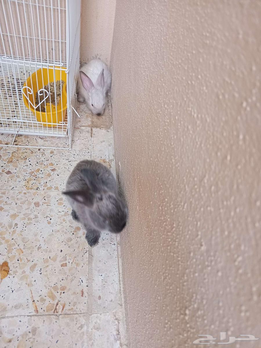 Rabbit pair, cat supplies, fish filter, and fish food for sale64439226178947111