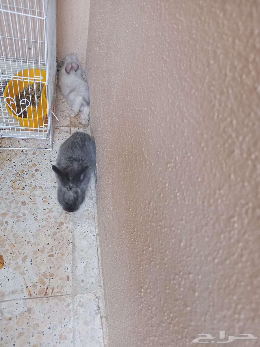 Rabbit pair, cat supplies, fish filter, and fish food for sale64439226178947114