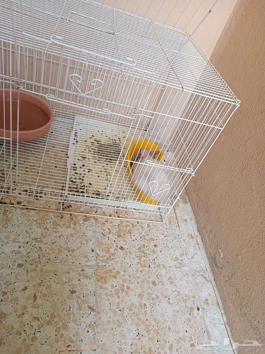 Rabbit pair, cat supplies, fish filter, and fish food for sale64439226178947113