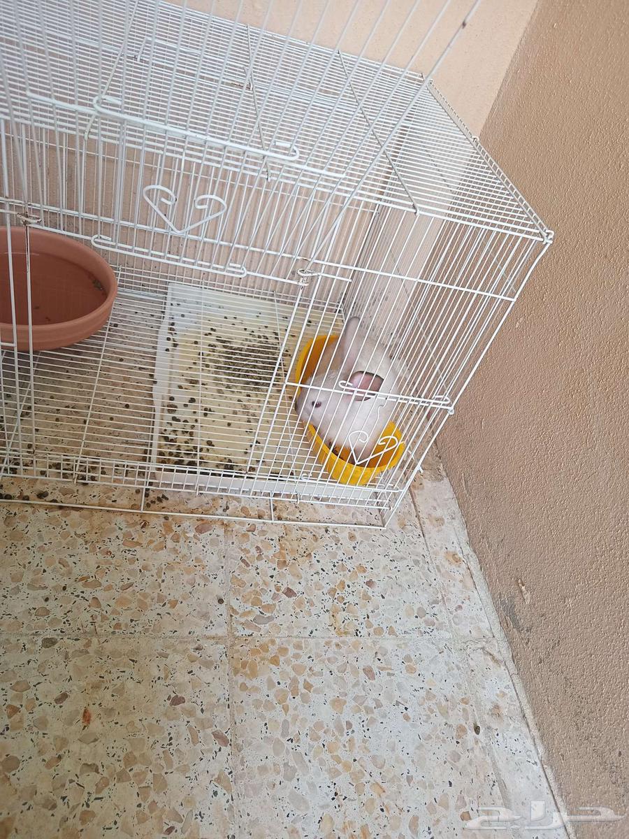 Rabbit pair, cat supplies, fish filter, and fish food for sale64439226178947110