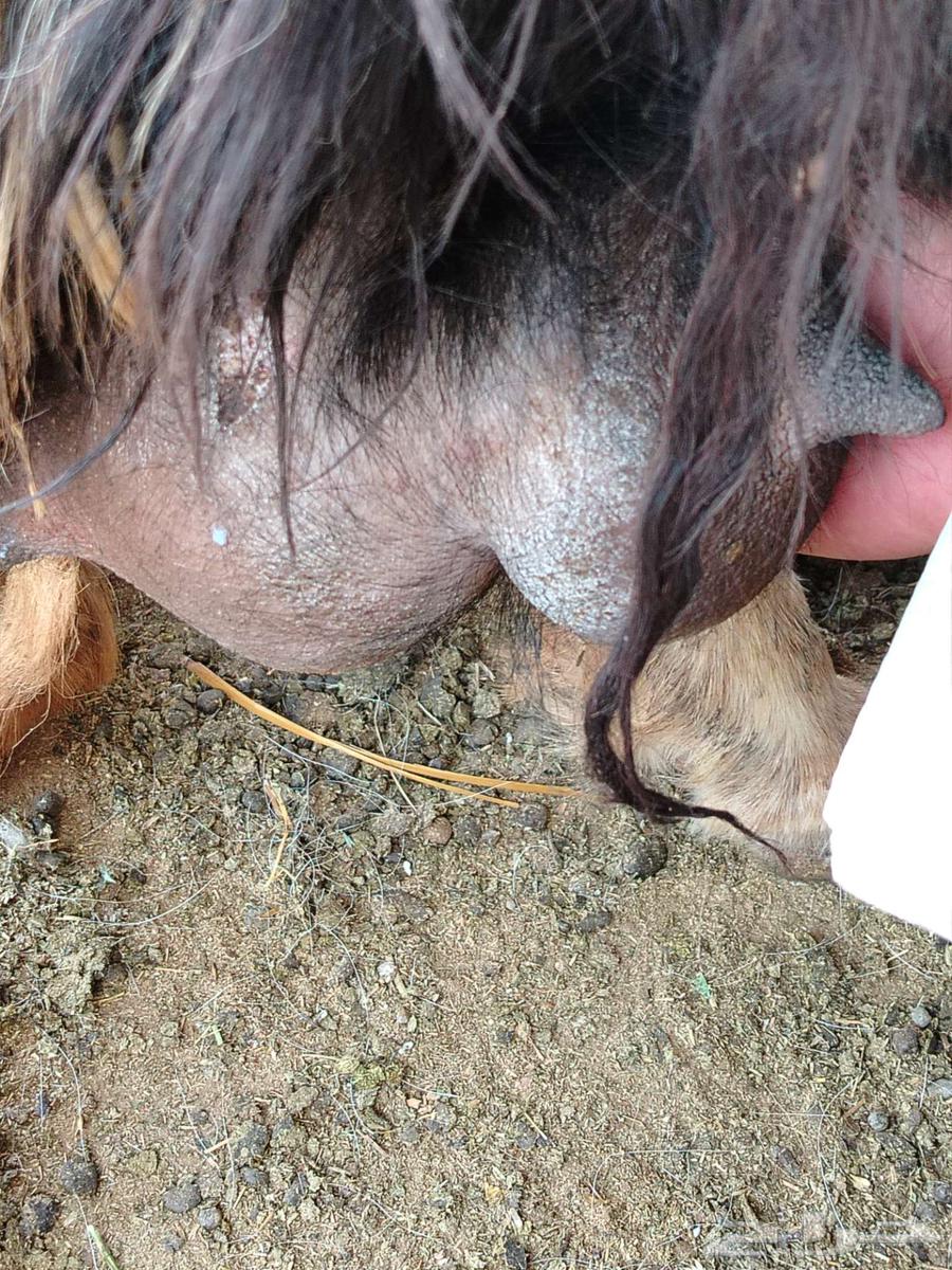 نعجة نجديه والد64439105086595113