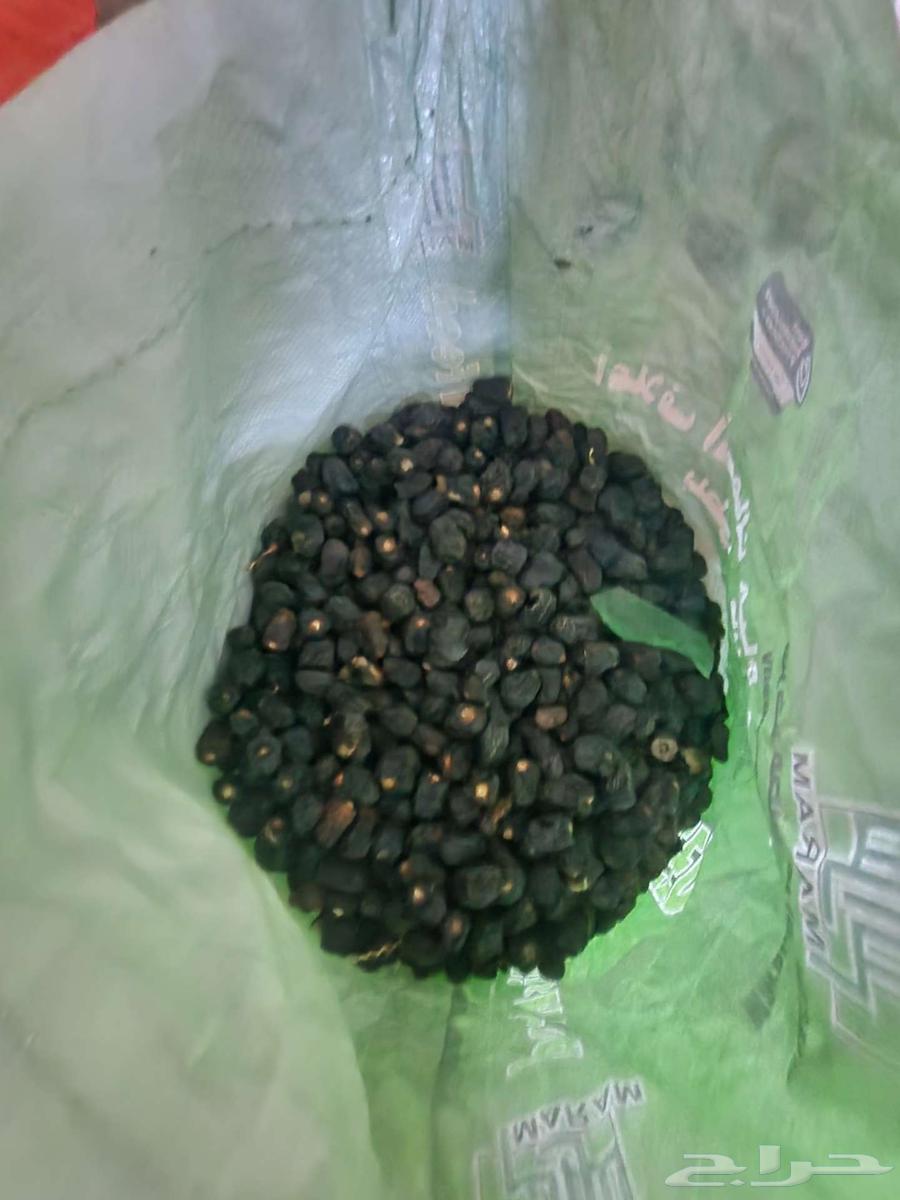 علف مواشي نظيف وجديد 2025 للبيع البيع لاعليدى سوم64439486585473111