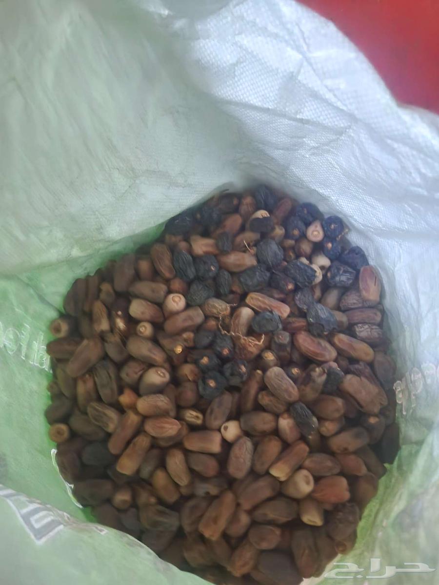 علف مواشي نظيف وجديد 2025 للبيع البيع لاعليدى سوم64439486585473110