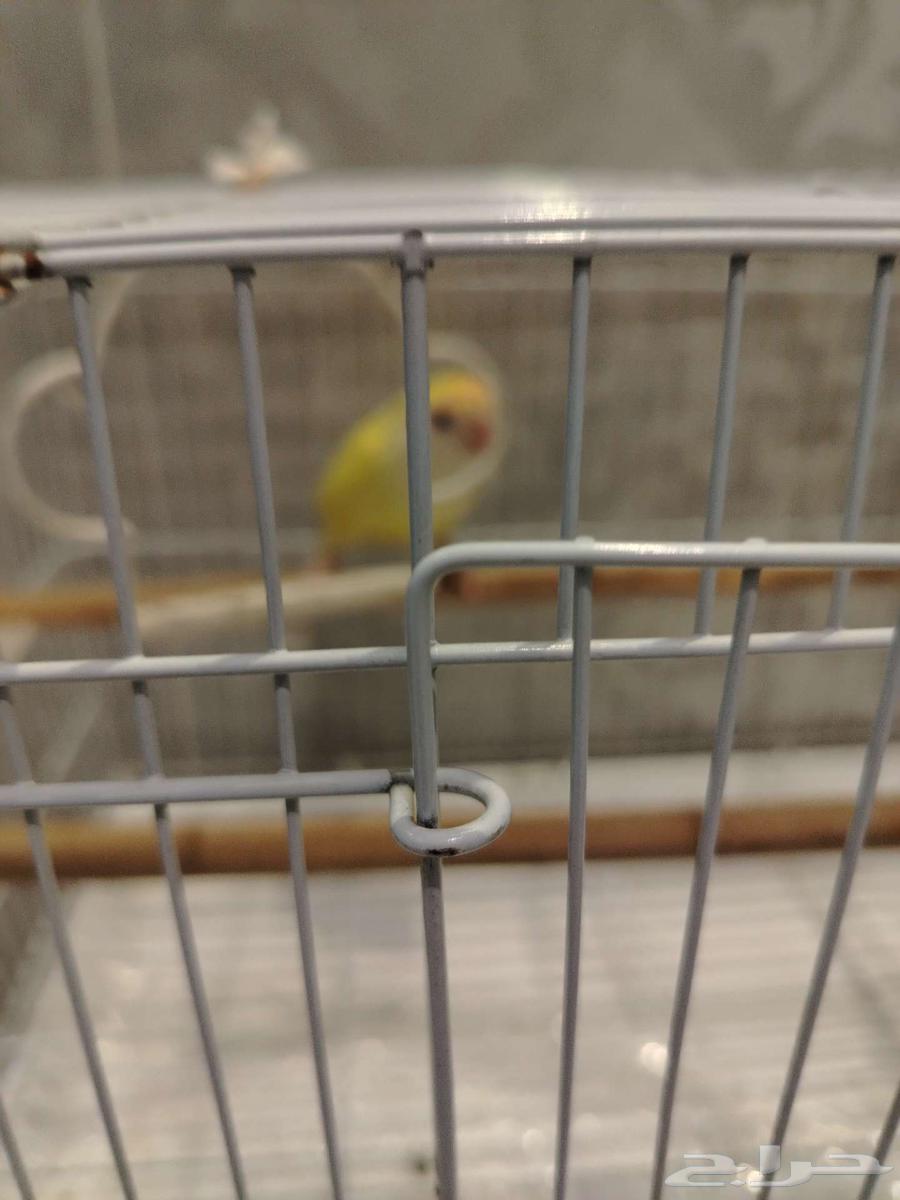 روز زوج ذكر وانثى للبيع64439733061251110