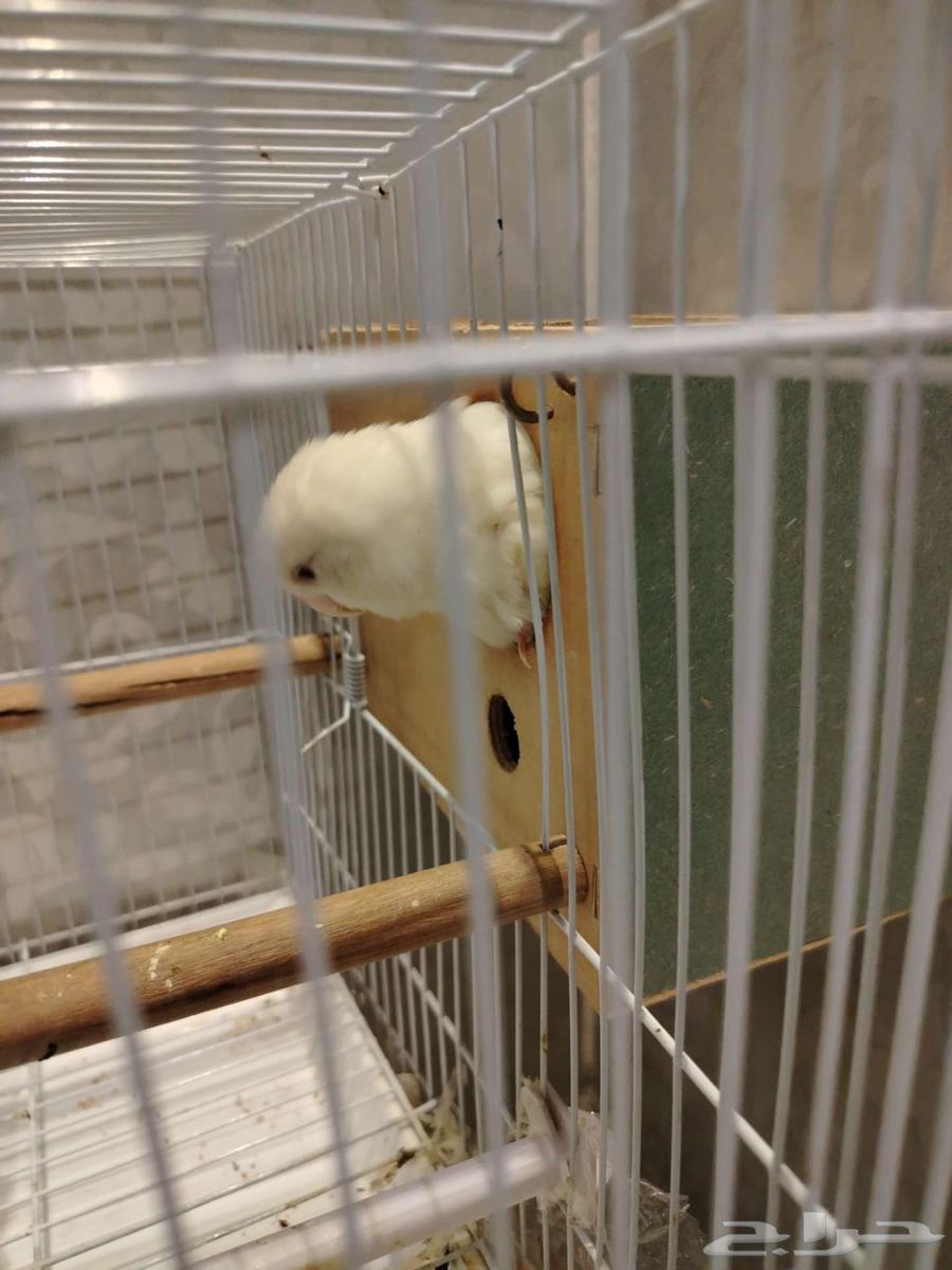 روز زوج ذكر وانثى للبيع64439733061251112