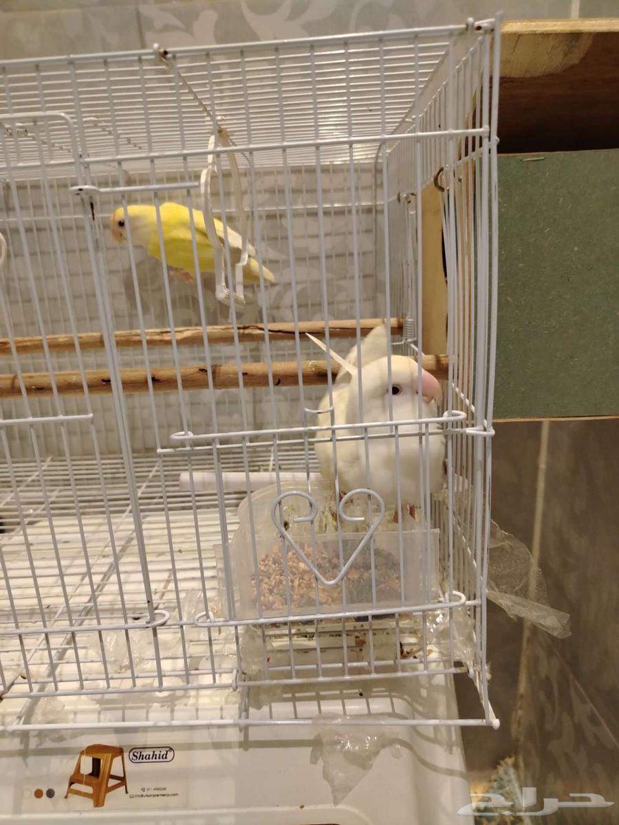 روز زوج ذكر وانثى للبيع64439733061251111