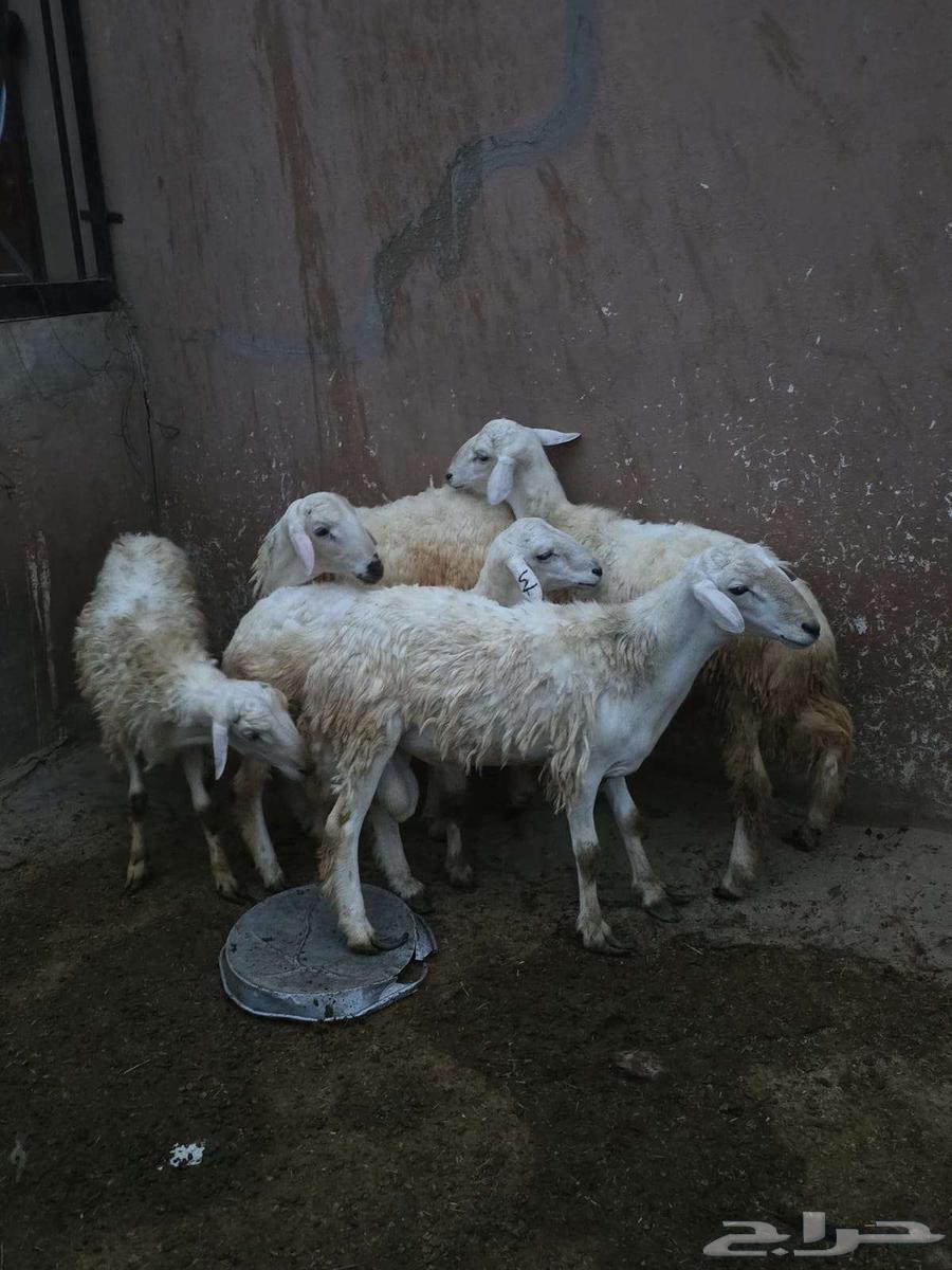 طليان للبيع64440738681090112