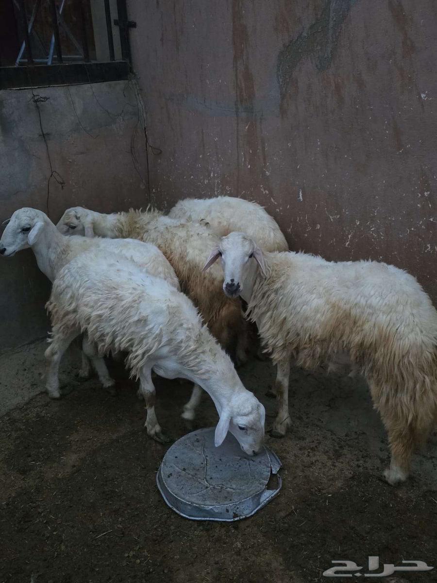 طليان للبيع64440738681090110