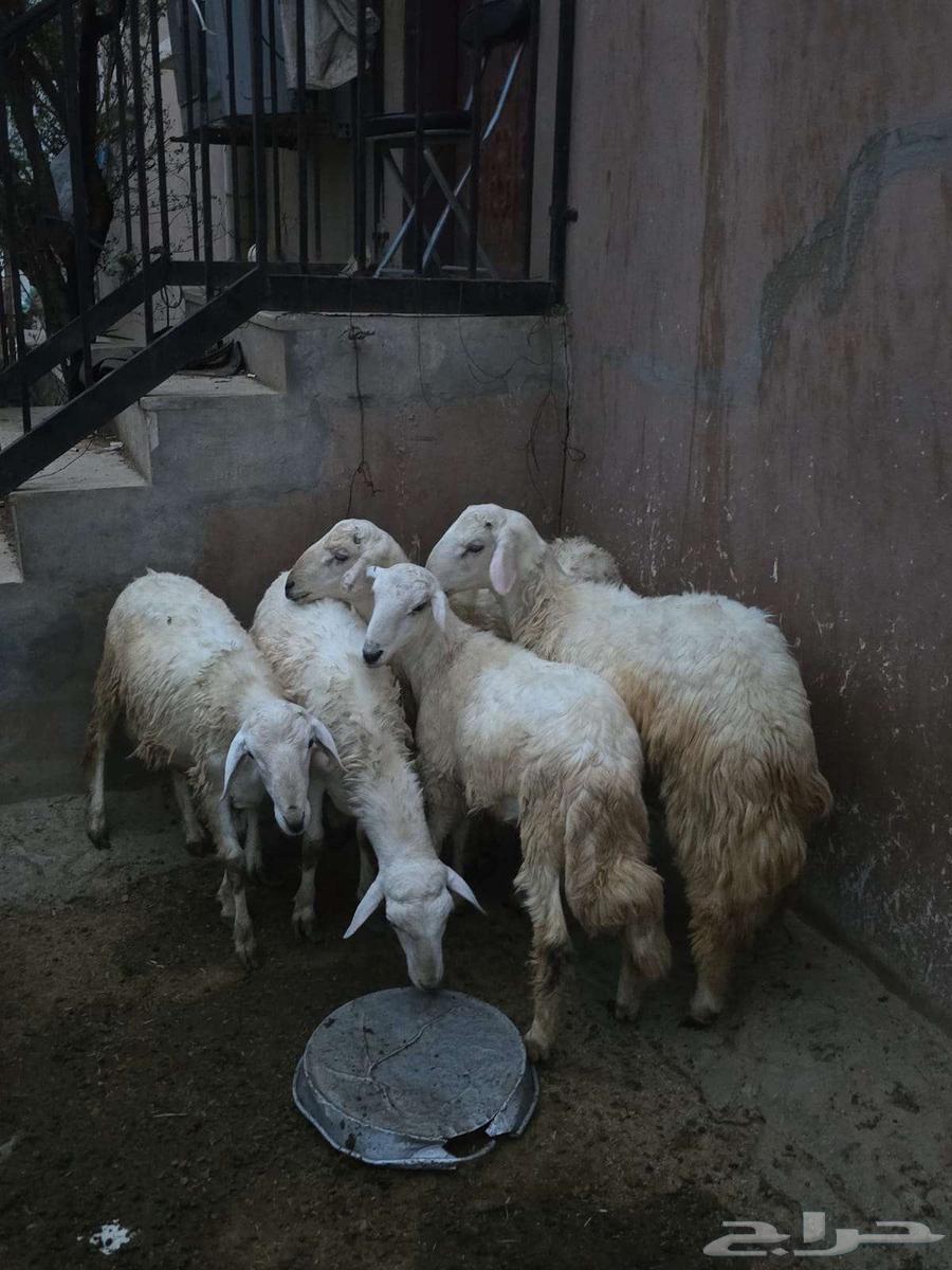 طليان للبيع64440738681090111