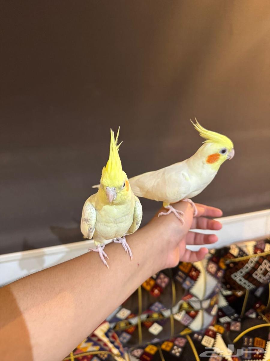 Tame crow couple, condition not to bite64442007185153110