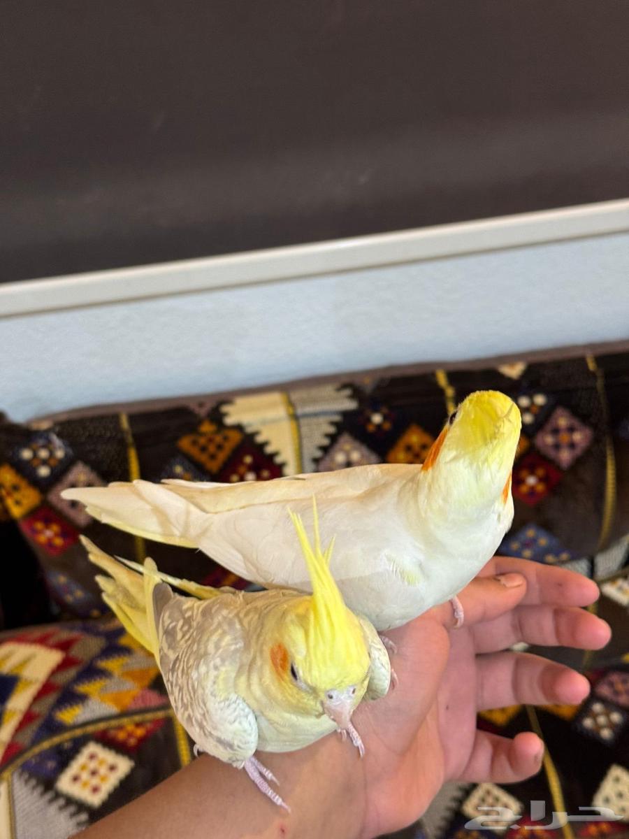 Tame crow couple, condition not to bite64442007185153112