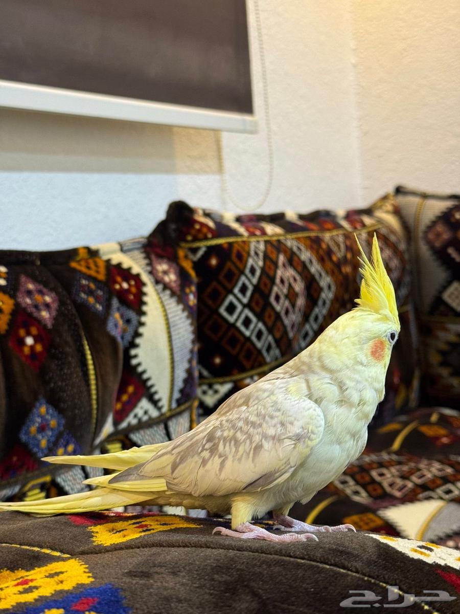 Tame crow couple, condition not to bite64442007185153111