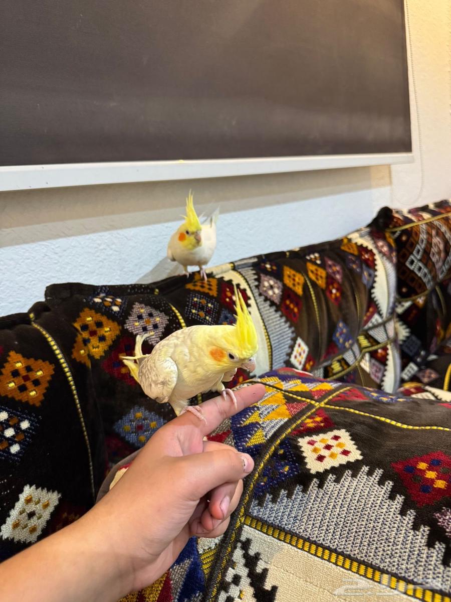 Tame crow couple, condition not to bite64442007185153113