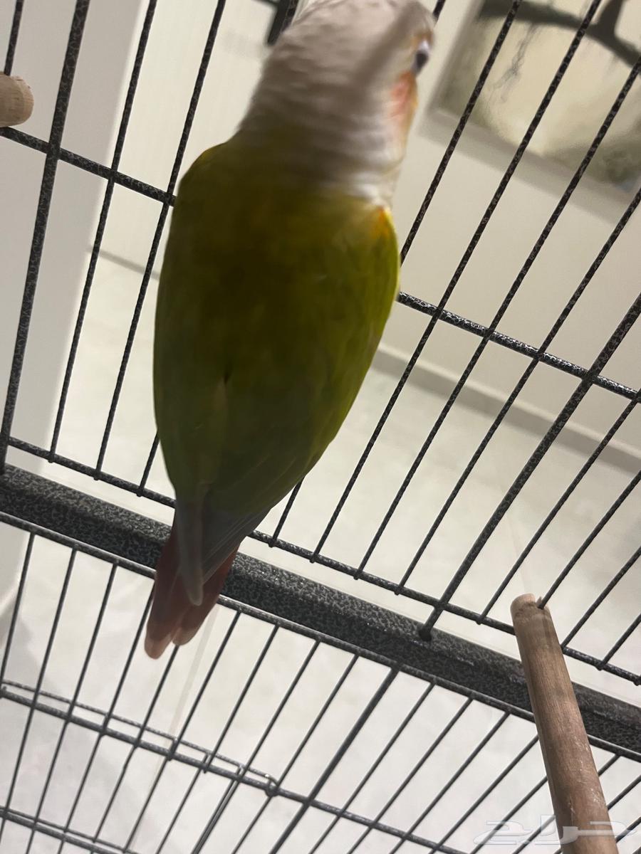 ببغاء كونيور للبيع64434633150081112