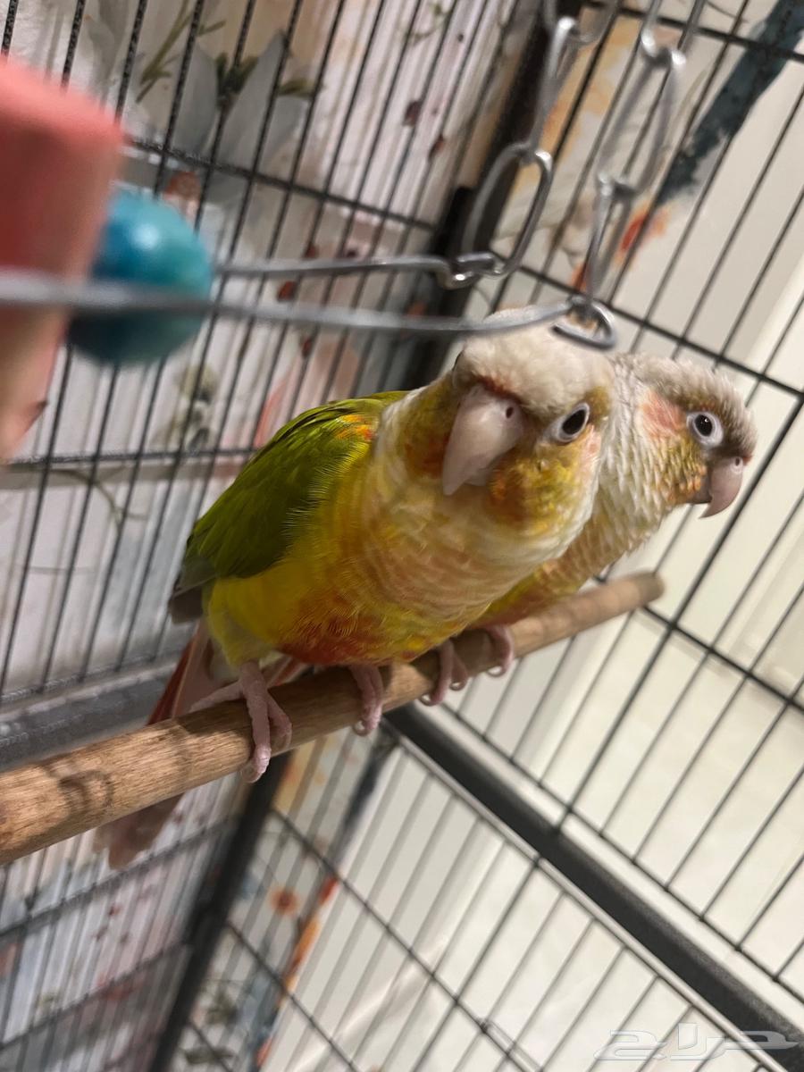 ببغاء كونيور للبيع64434633150081113