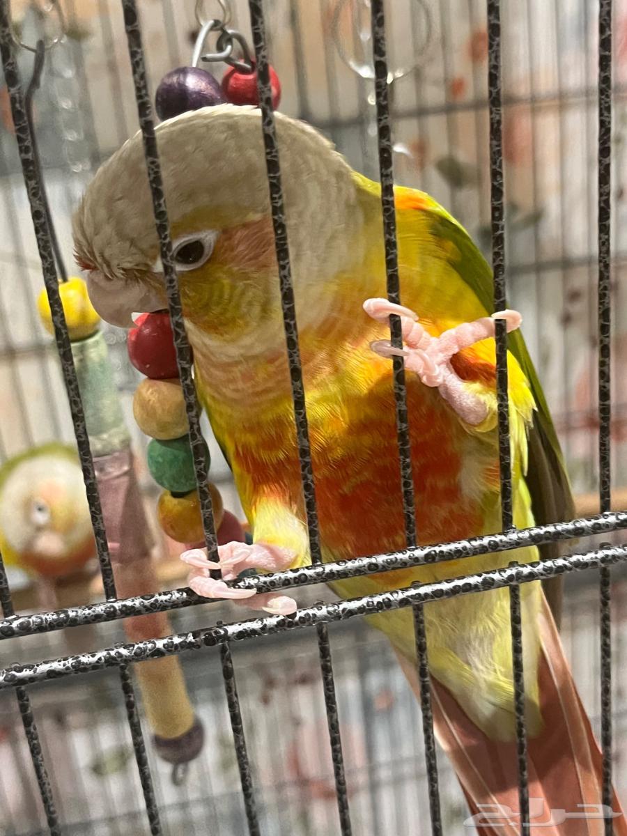 ببغاء كونيور للبيع64434633150081111