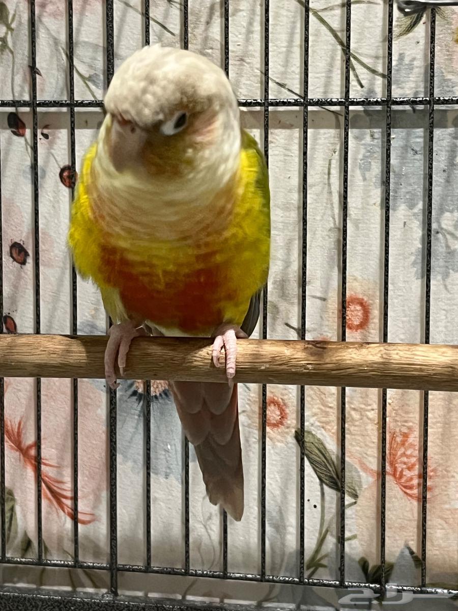 ببغاء كونيور للبيع64434633150081110