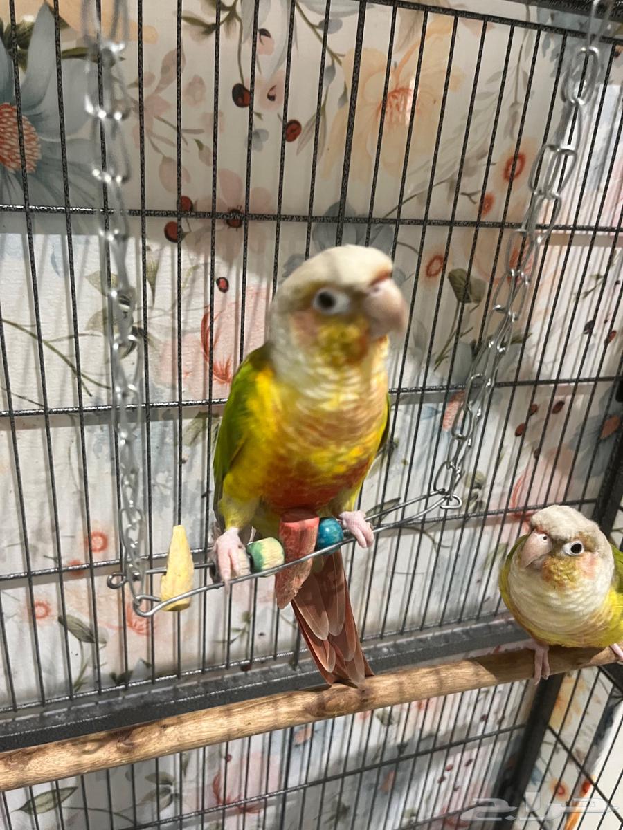 ببغاء كونيور للبيع64434633150081114