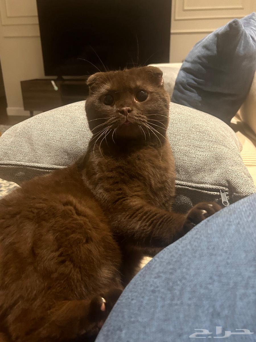 ذكر سكوتش فولد سينامون للتزاوج64434727821571110