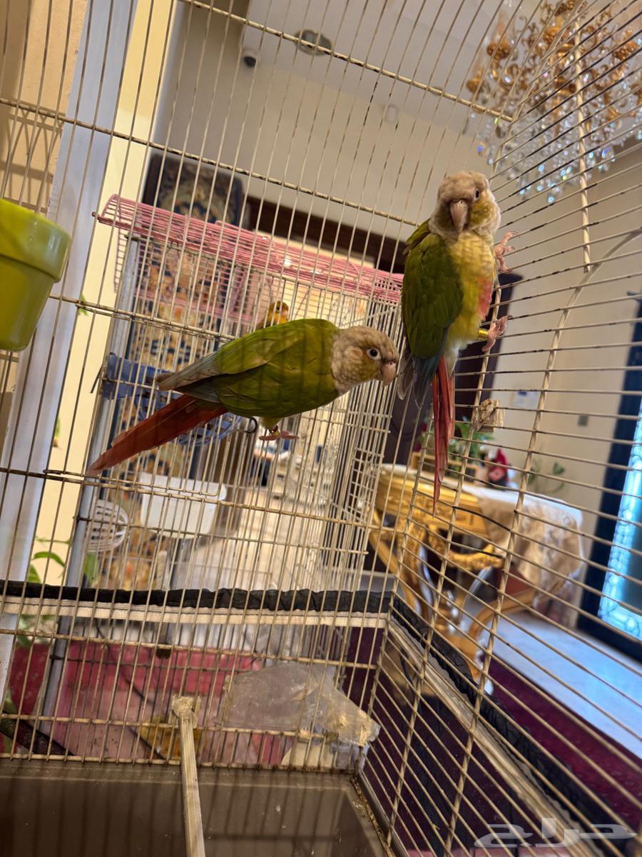 عدد 2 اناناس كونيور أناثي محللة للبيع في الأحساء64435081829122111