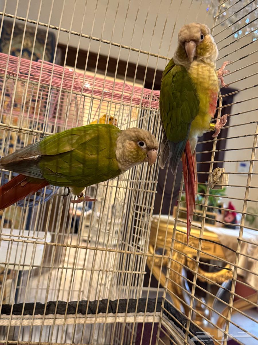 عدد 2 اناناس كونيور أناثي محللة للبيع في الأحساء64435081829122110