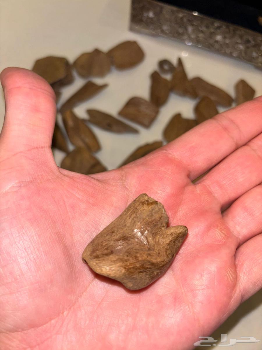 ماروكي اصقون قديم جدا  من سنين طبيعي64435163696515112