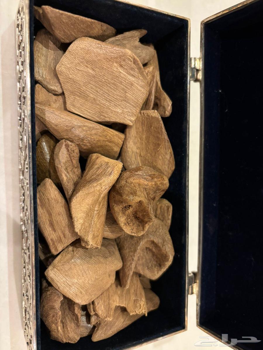 ماروكي اصقون قديم جدا  من سنين طبيعي64435163696515111