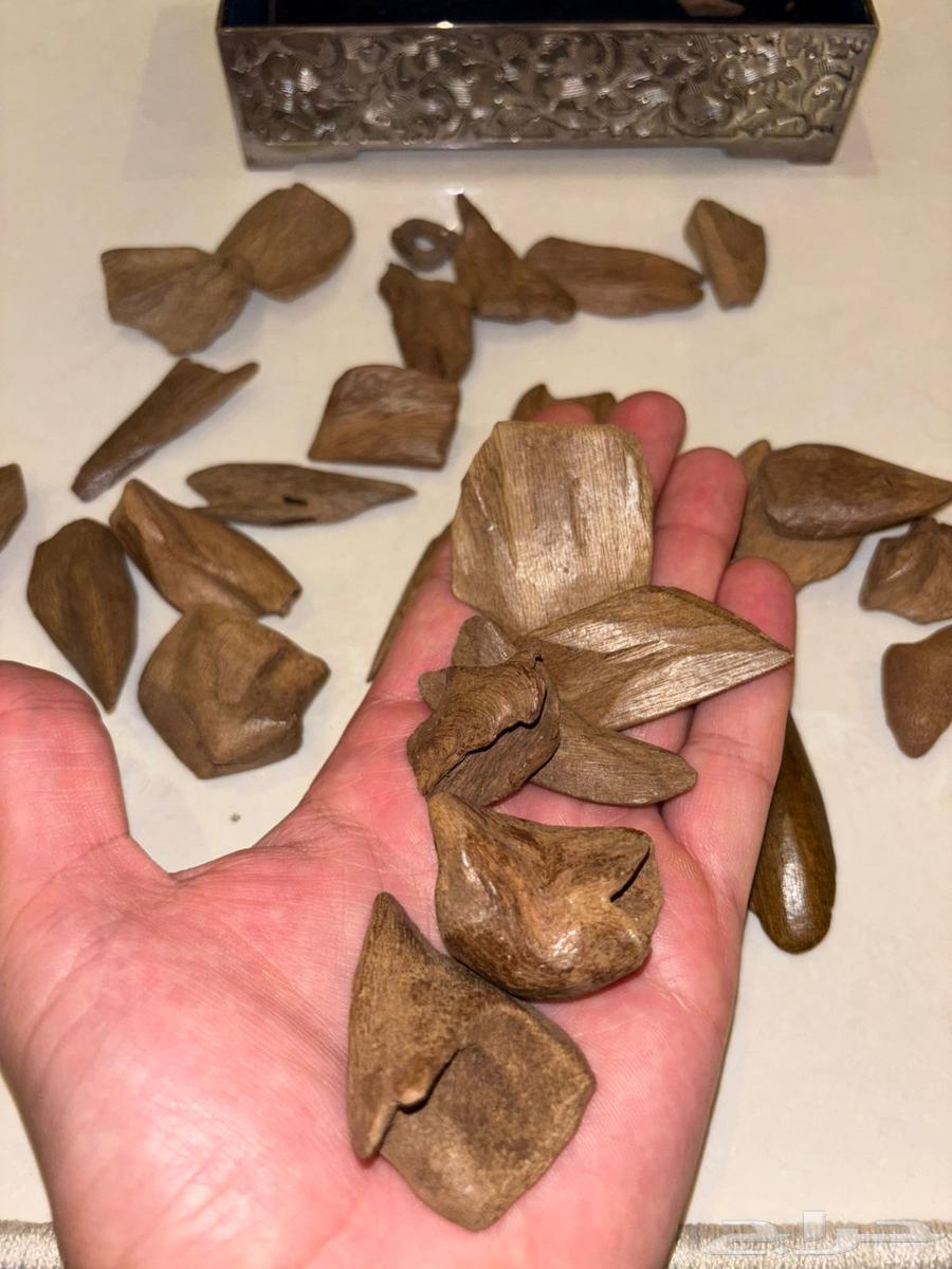 ماروكي اصقون قديم جدا  من سنين طبيعي64435163696515113