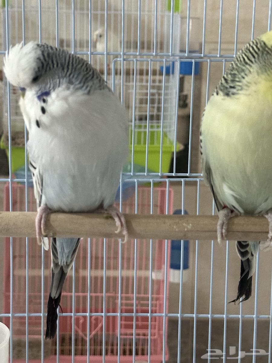 بادجي انجليزي ذكور الاحساء.. تم البيع64416347321091111