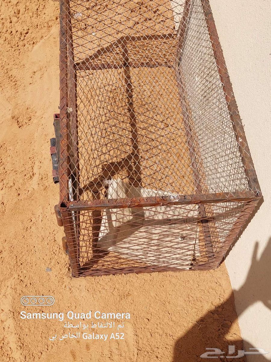 شبك طيور للبيع64435327160579112