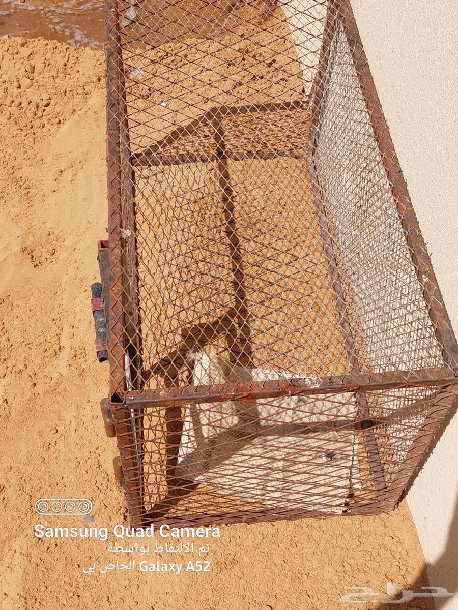 شبك طيور للبيع64435327160579114