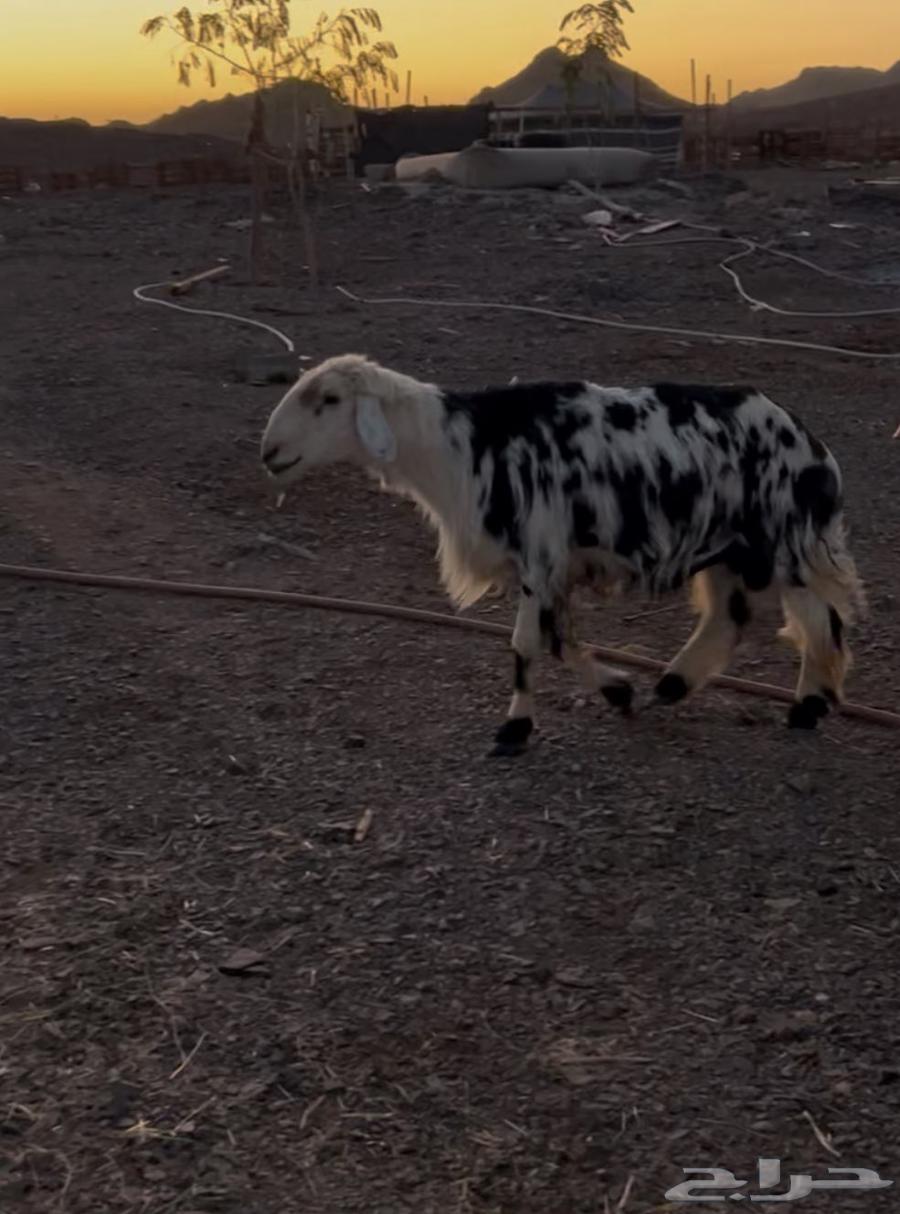 المدينه طريق ينبع السريع64435549532417110