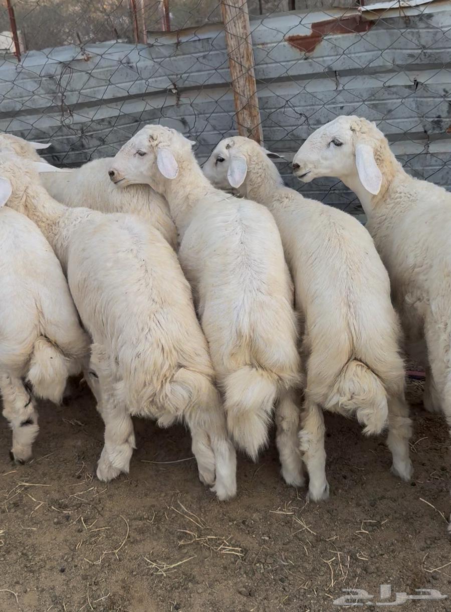 Italian Halal Butchers, Rams and She-Camels Available with Slaughtering and Delivery64436856536706112