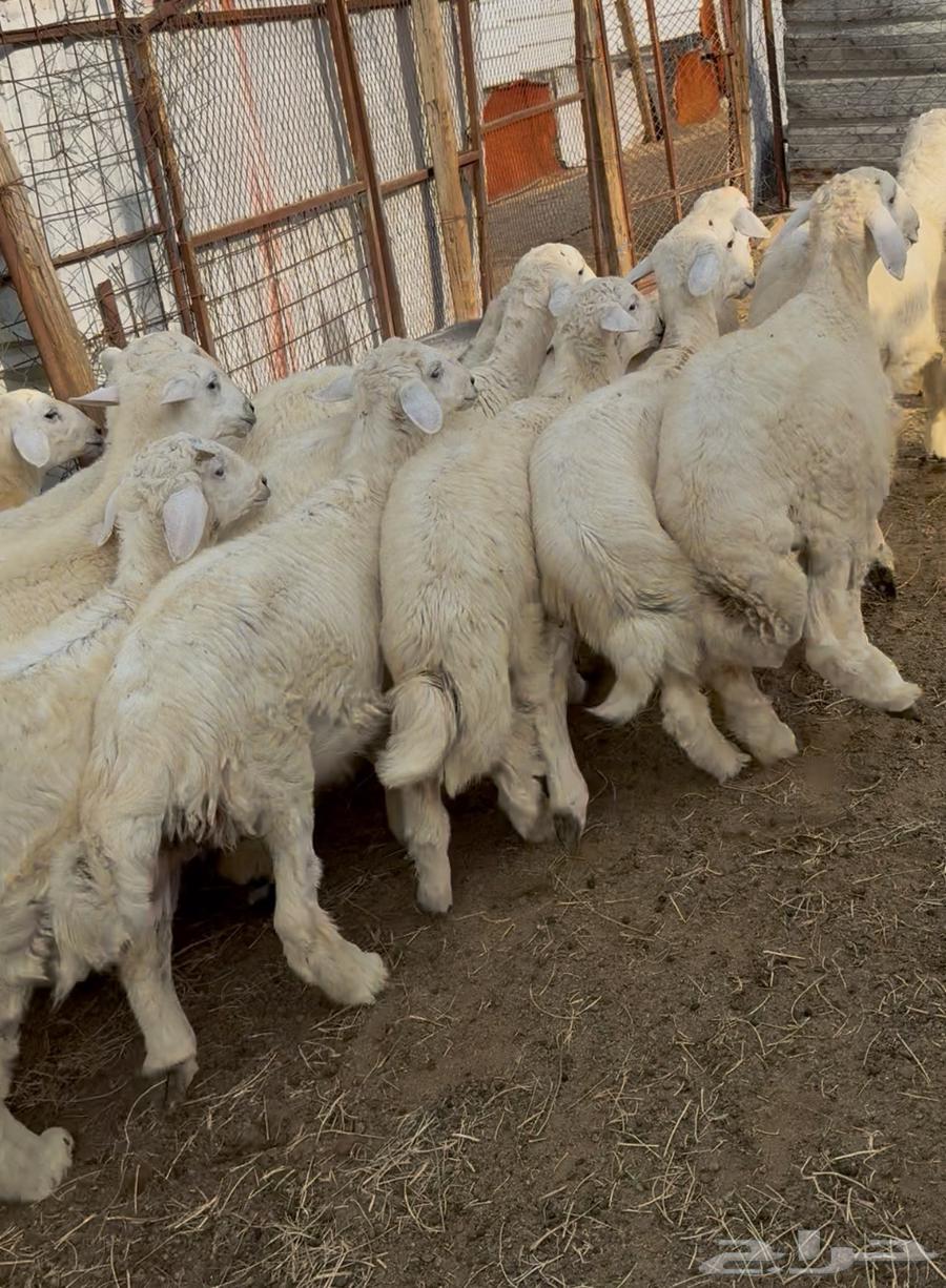 Italian Halal Butchers, Rams and She-Camels Available with Slaughtering and Delivery64436856536706110