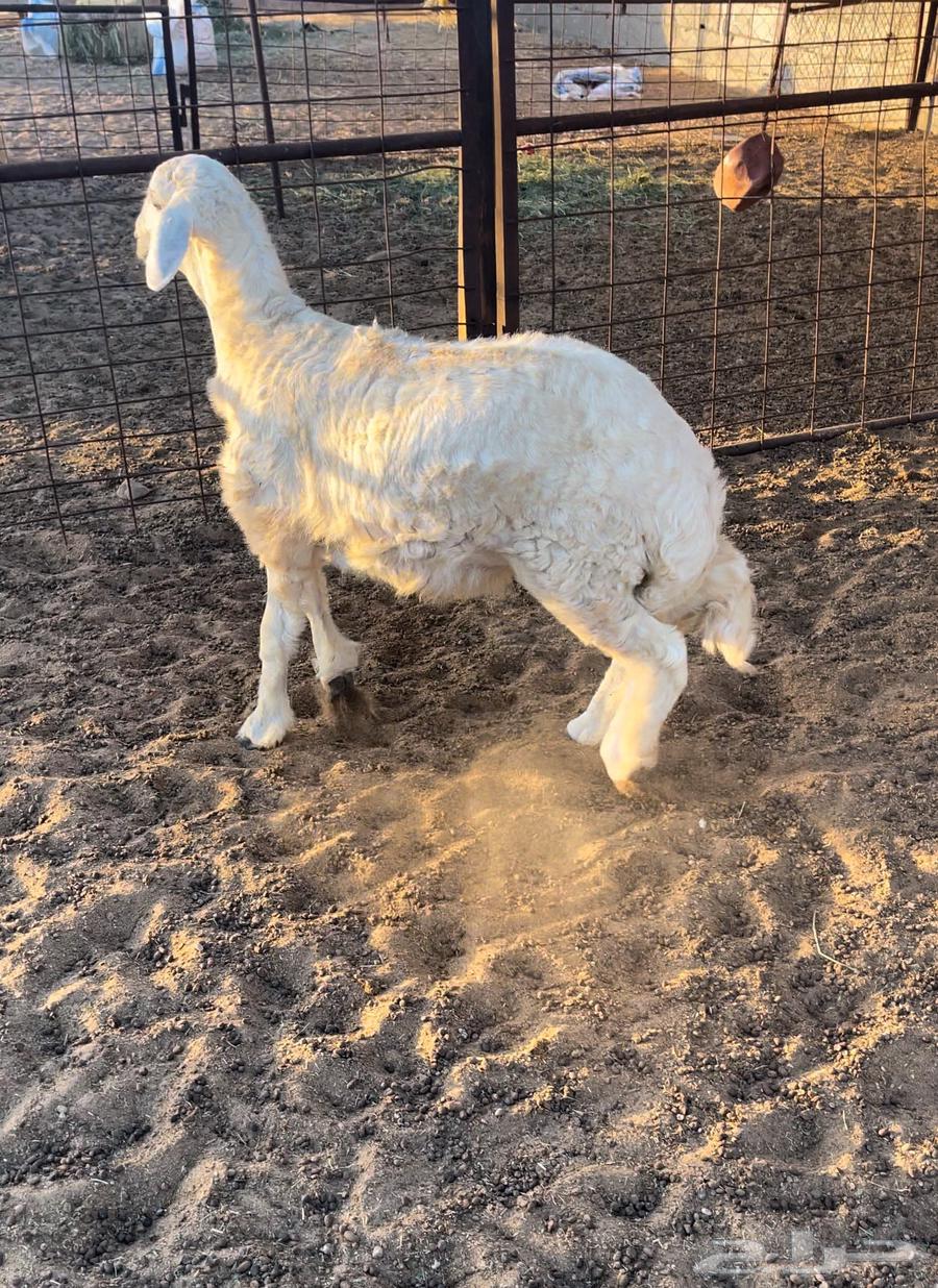 طلي حري مقفل وطرف64435026918274110