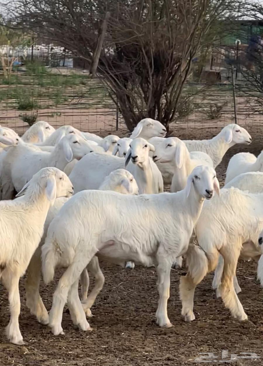 Purebred Sale, High-Quality Class64441773424515110