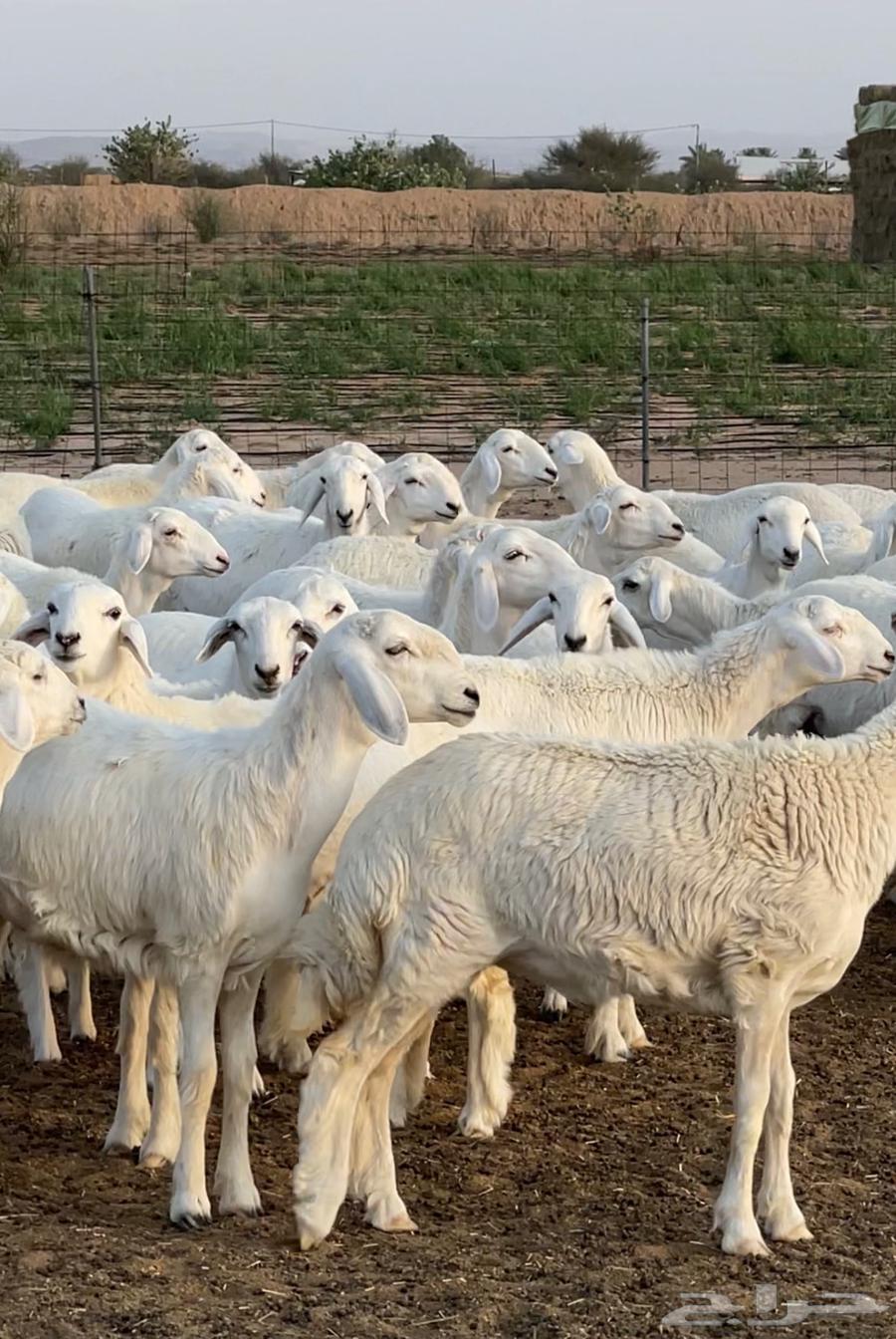 Purebred Sale, High-Quality Class64441773424515112