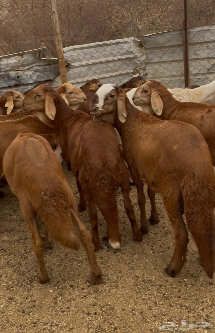 Italian Halal Butchers, Rams and She-Camels Available with Slaughtering and Delivery64436856536706114