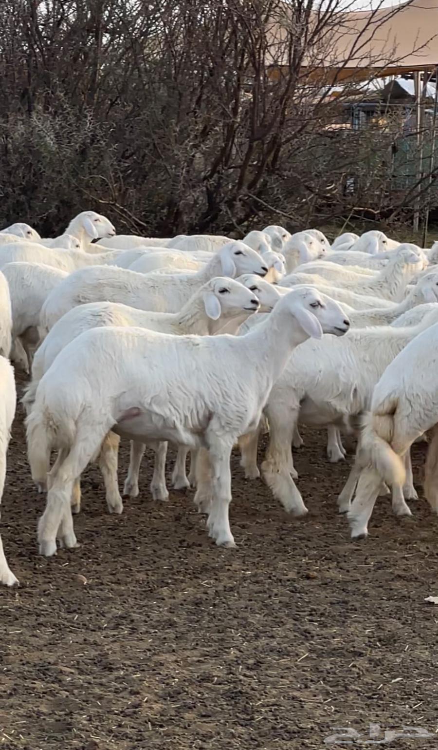 Purebred Sale, High-Quality Class64441773424515111