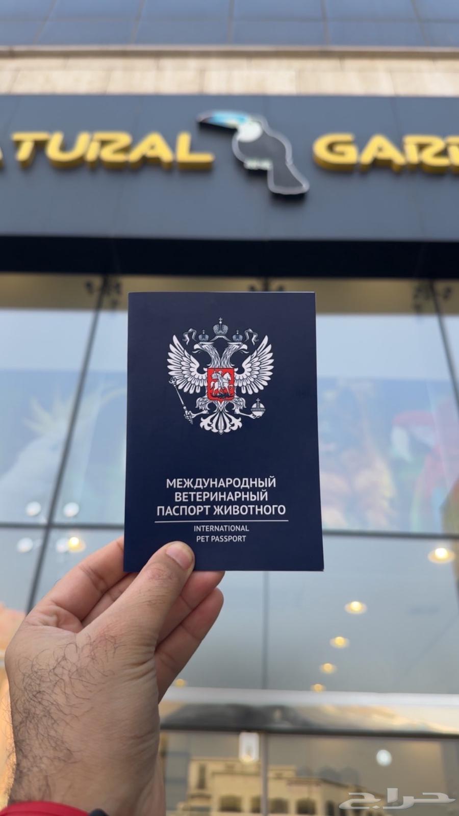 قط السافانا F1 HP تم البيع (Sold out)64435917064962114