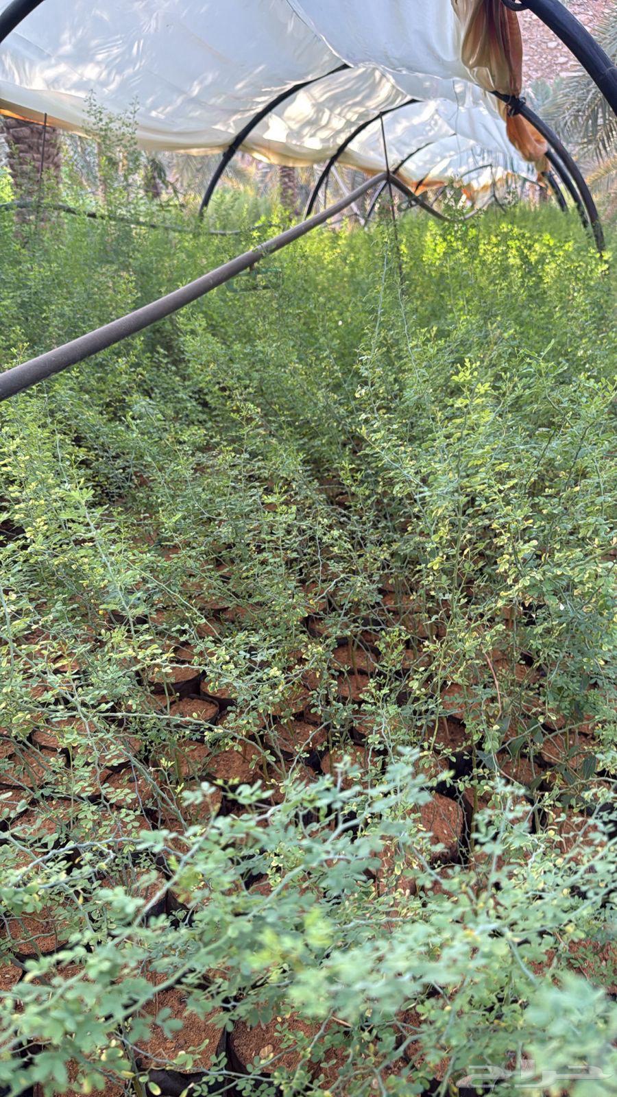 Sedum seedlings for sale, lengths from 7064436413494530110