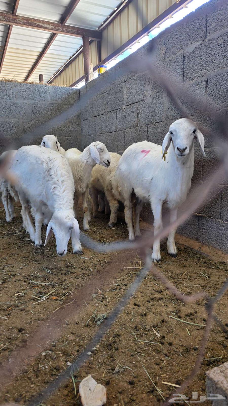Sheep for sale in Riyadh, Dhruma64438351327233110