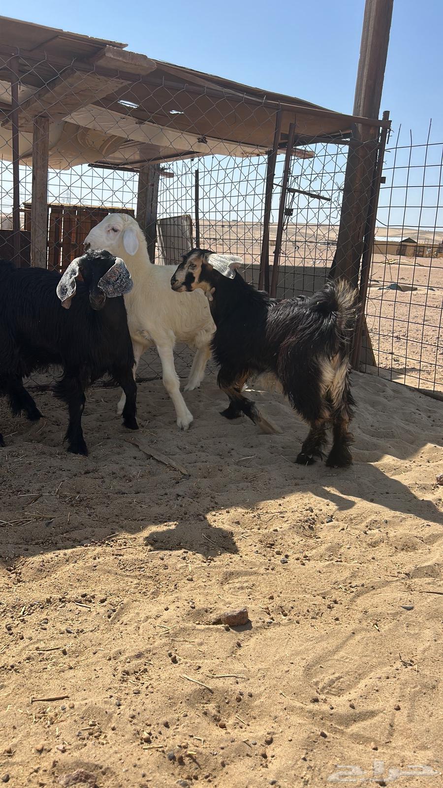 للبيع تيوس بريه نظيفه شرط64438391551233110